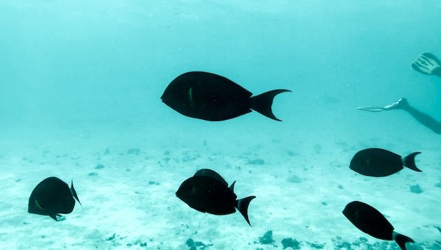 dreamlike-Lakshadweep