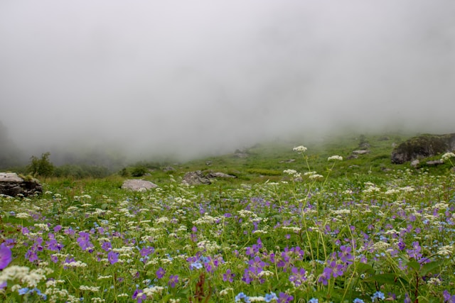 Valley of Flowers, Uttarakhand