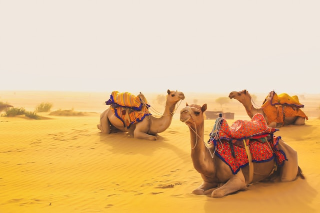 jaisalmer-camel