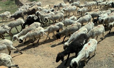 IMG_4179-e1587906592986