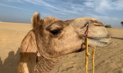 IMG_5983-e1588249433603