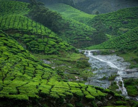 munnar-south-india