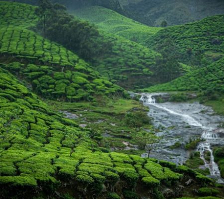 munnar-south-india